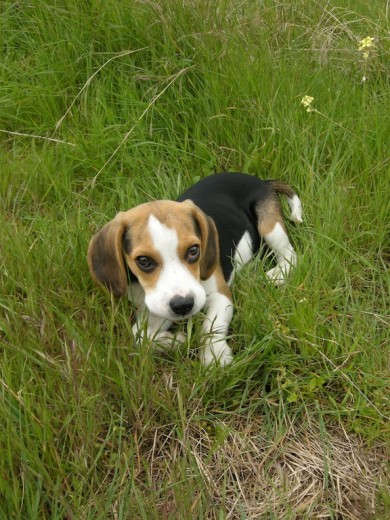 Fiona en su primera salida en el campo. Se lo paso bomba!